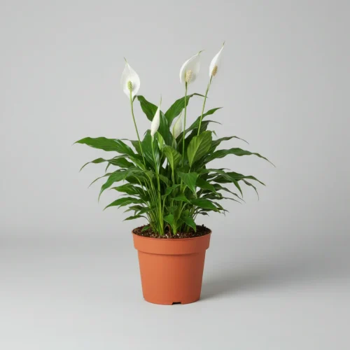 Peace Lily (Spathiphyllum)