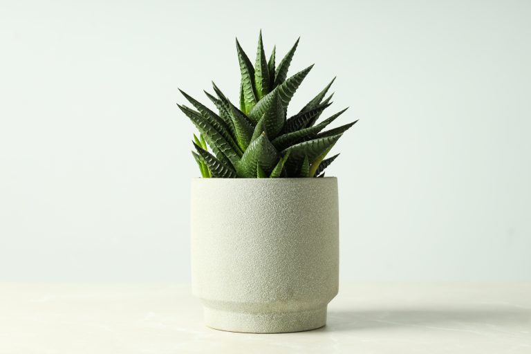 Cozy hobby growing house or indoor plants - cactus