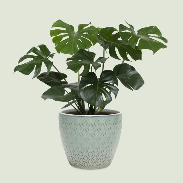 Monstera Deliciosa