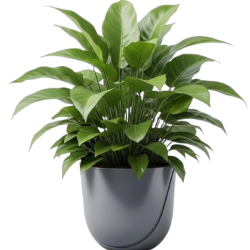 lush-green-houseplant-dark-gray-pot-with-transparent-background__1_-removebg-preview